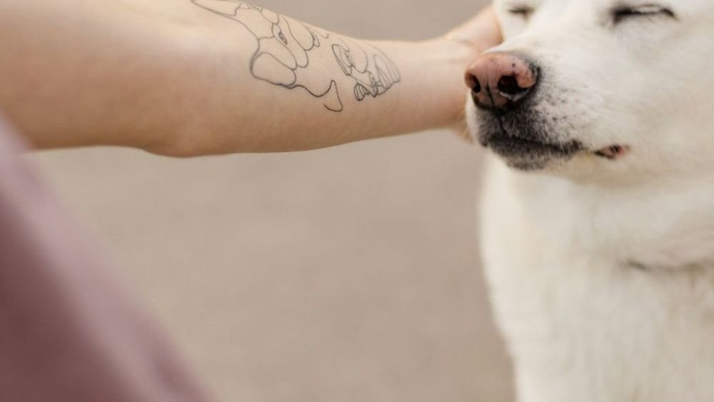 10 Mistakes People Make When Petting a Dog
