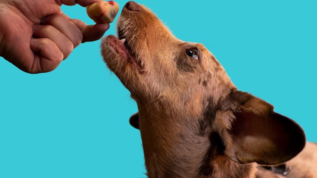 10 Foods You Shouldn’t Give Your Dog at Thanksgiving