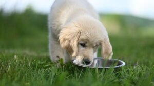 Your Dog's Messy Eating Isn't Bad Manners, It's Part of Their Wild Side!