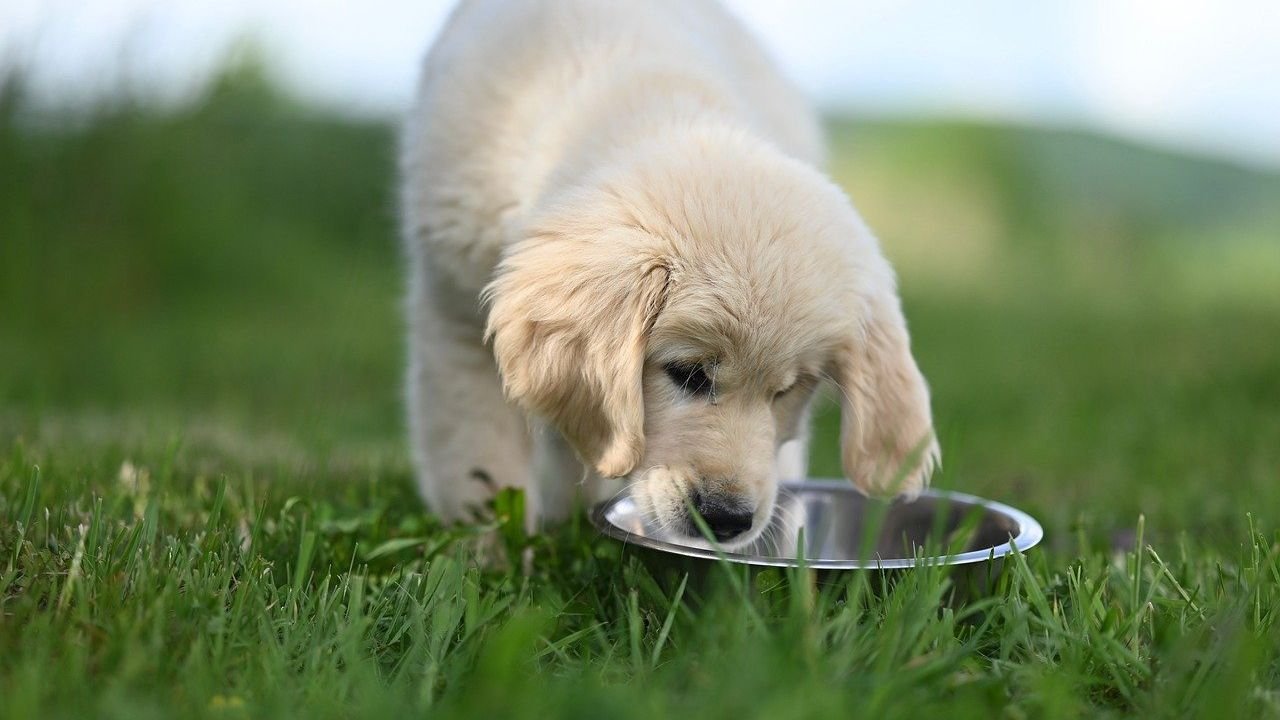 Your Dog’s Messy Eating Isn’t Bad Manners, It’s Part of Their Wild Side!