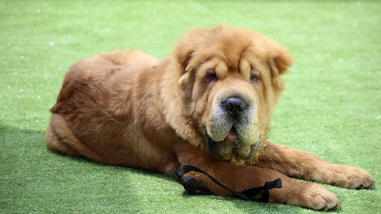 10 Dog Breeds That Are Surprisingly Patient with Children (and 10That Prefer Adults)