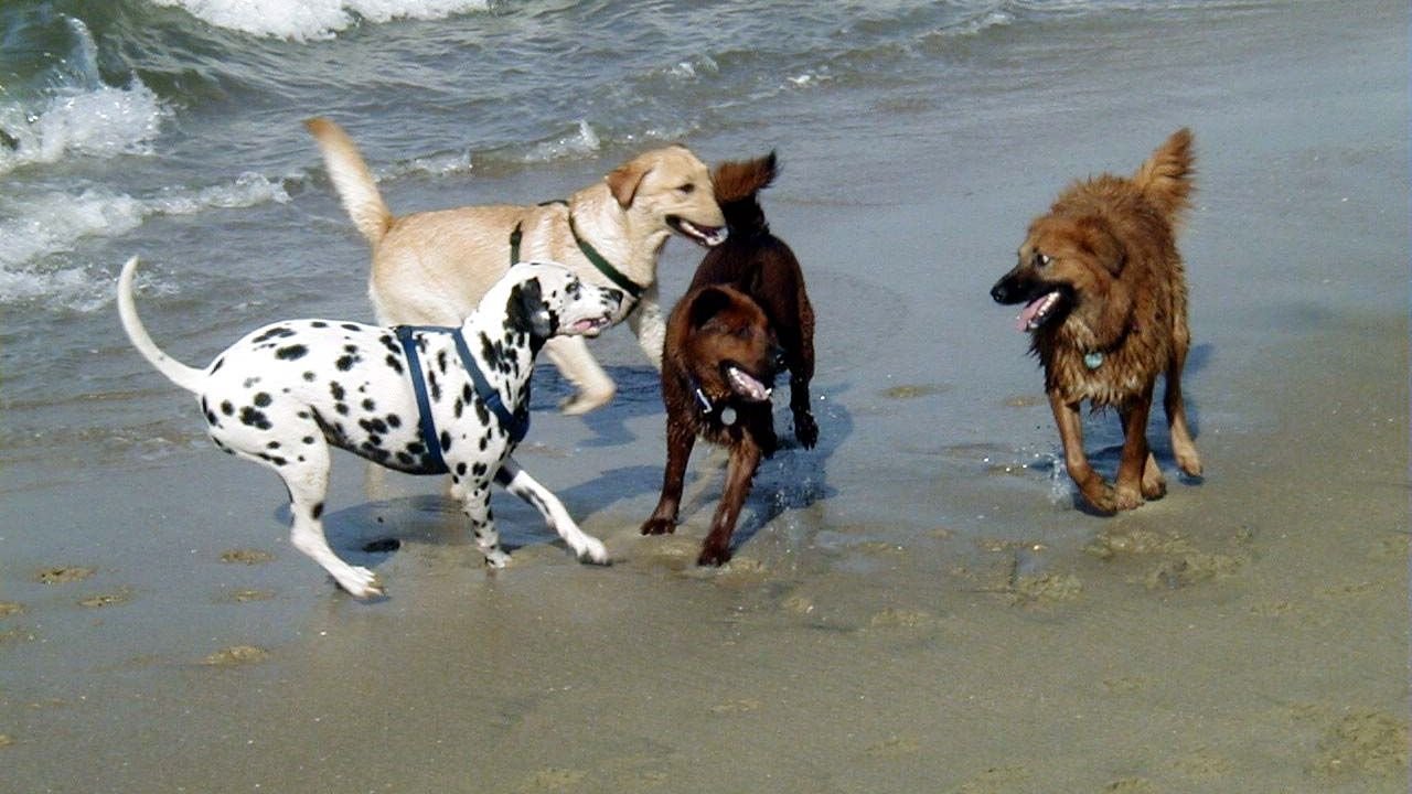 10 Mistakes People Make When Caring For Dogs