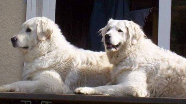 10 Large Dog Breeds That Can Frighten Off Wolves