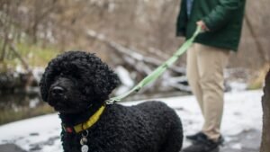 How The Right Leash Can Transform Your Walks