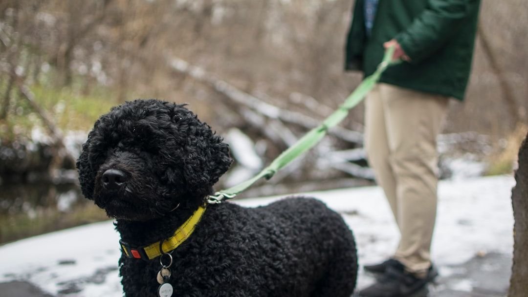 How The Right Leash Can Transform Your Walks