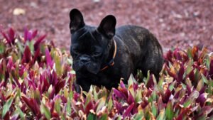 10 Best Lap Dogs For Senior People