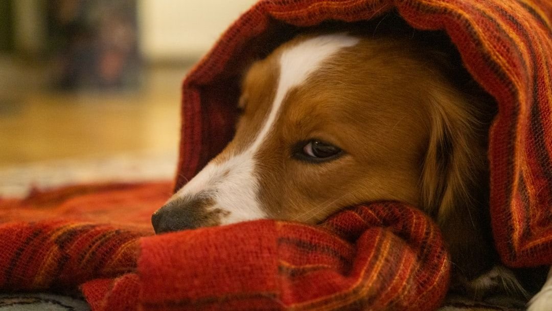 How a Weighted Blanket Can Soothe an Anxious Dog