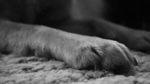 6 Ways to Keep Your Dog's Paws Healthy