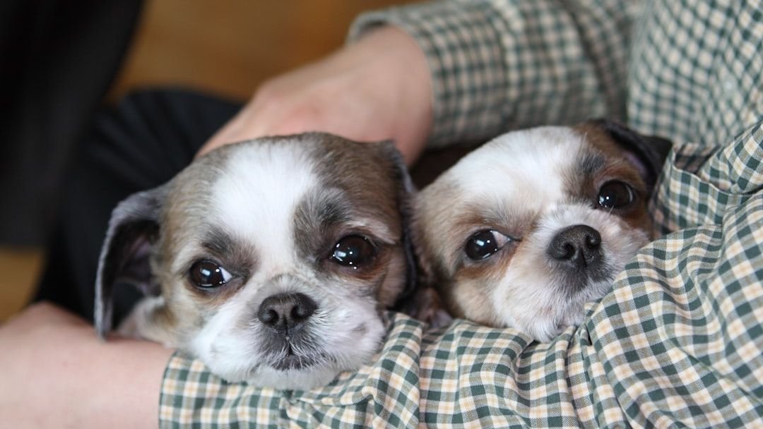 10 Small Dog Breeds That Are Total Cuddle Bugs (And 5 Touch Me Nots)