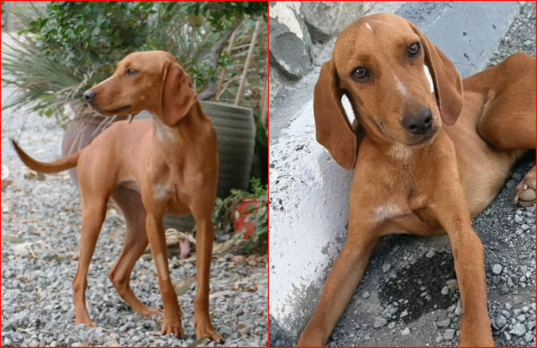 Dumped On The Street and Invisible to Passersby, Stray Dog’s Life Takes a Dramatic Turn