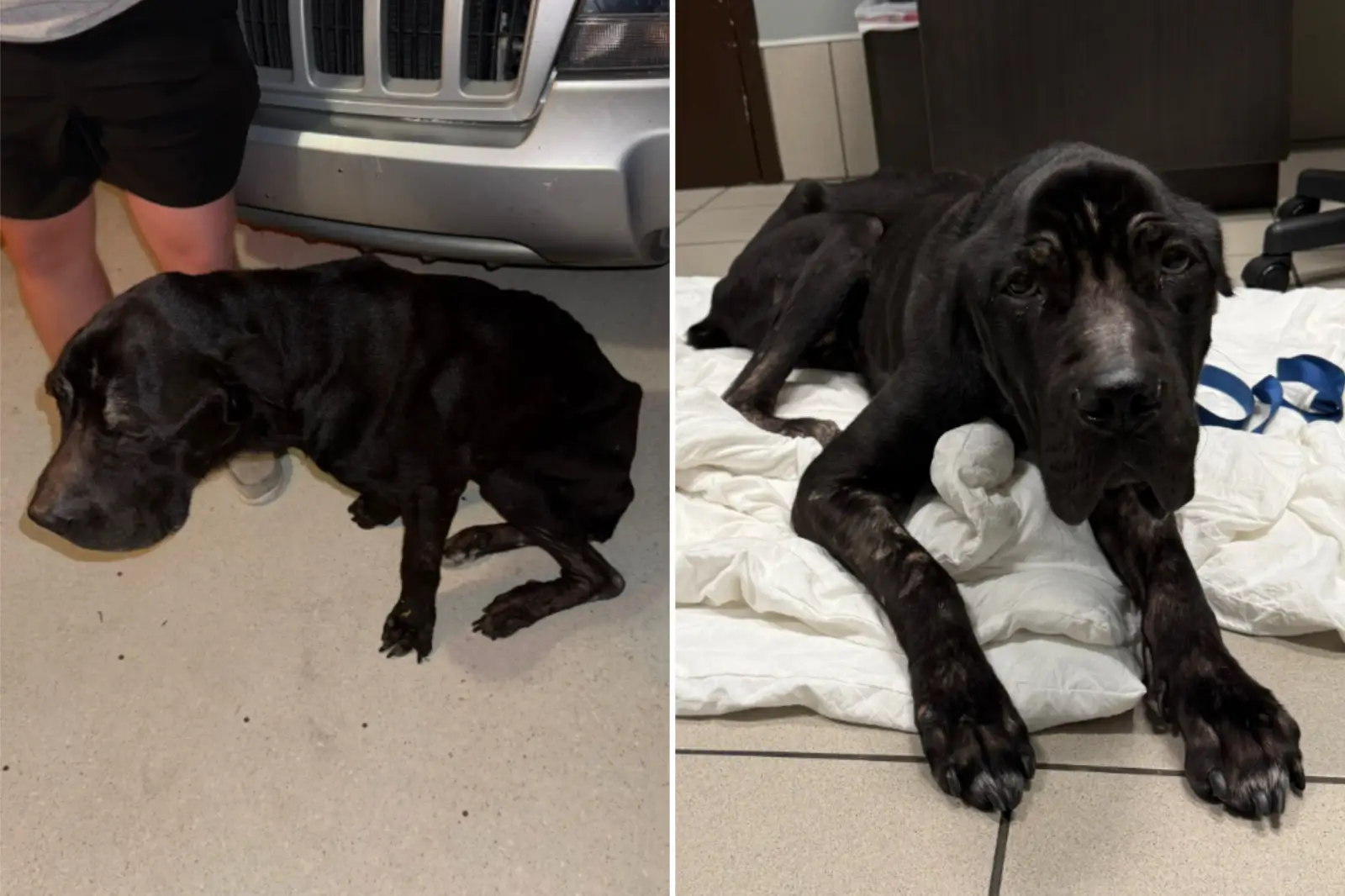 Emaciated Cane Corso ‘Left to Die’ Ends Up On The Doorstep of Her Savior