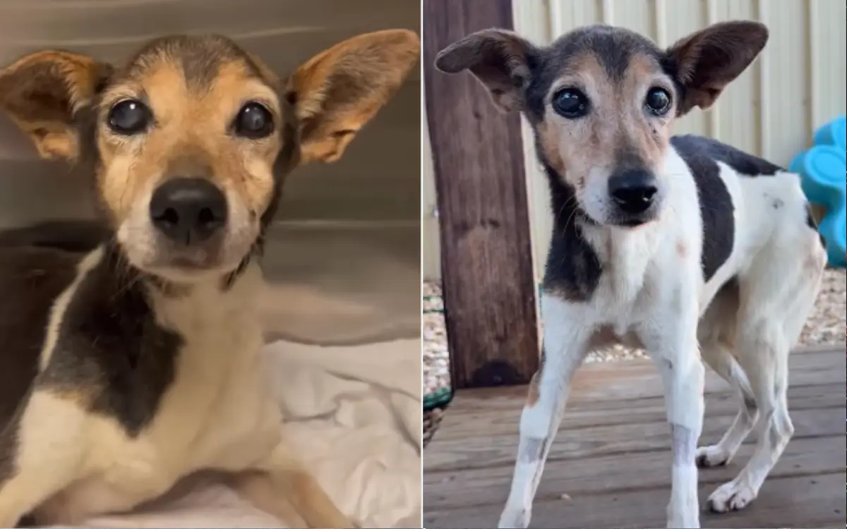 Senior Dog Scheduled for Euthanasia Due To Pain is Saved and Makes Amazing Recovery