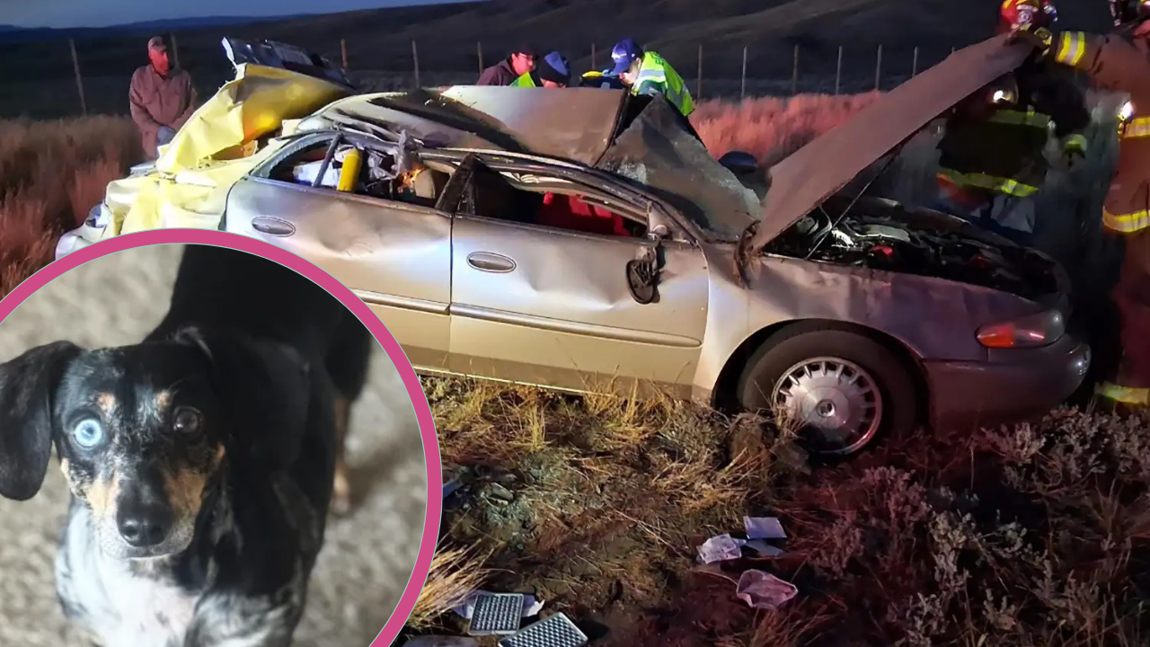 Dog Flung from Car in Terrifying Crash is Found Alive After 7 Days Alone