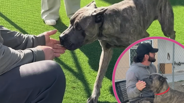 Terrified Dog Saved From Euthanasia Blossoms into Biggest Lovebug
