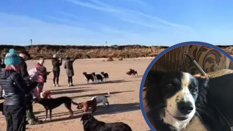 Woman’s Final Outing With Terminally Ill Dog Leads To An Unforgettable Event