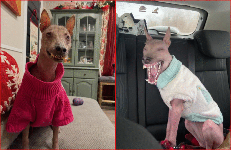 Unique-Looking Stray Found in Puerto Rican Forest Finds Her Forever Home in New York