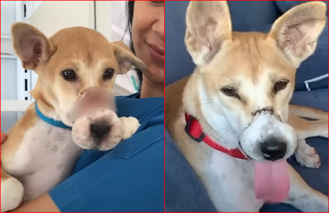 Dog With Mouth Taped Shut Falls Off Meat Truck — and Finds a Forever Home