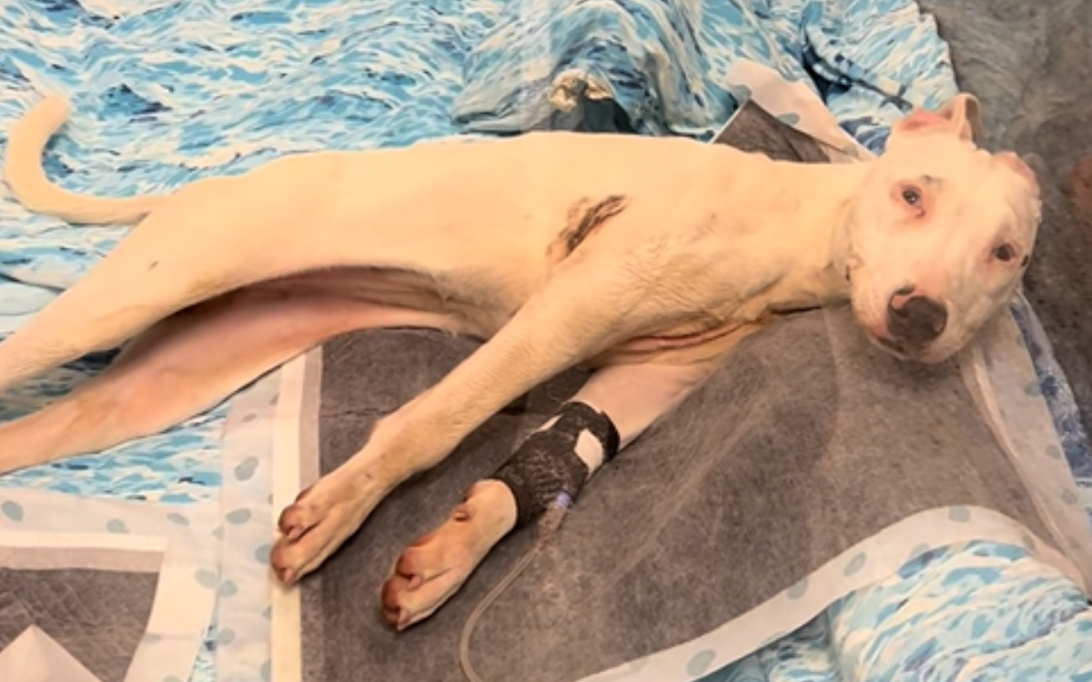 Neglected and Paralyzed, Shelter Dog is Unrecognizable One Month Later