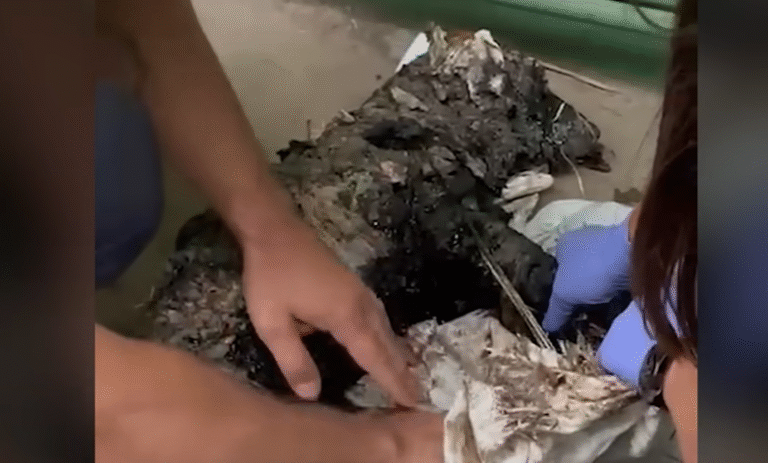 Dog Covered in Tar Makes an Amazing Recovery