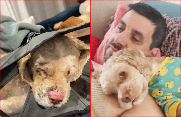 Dog Survives House Fire and Gets The Life He Deserves