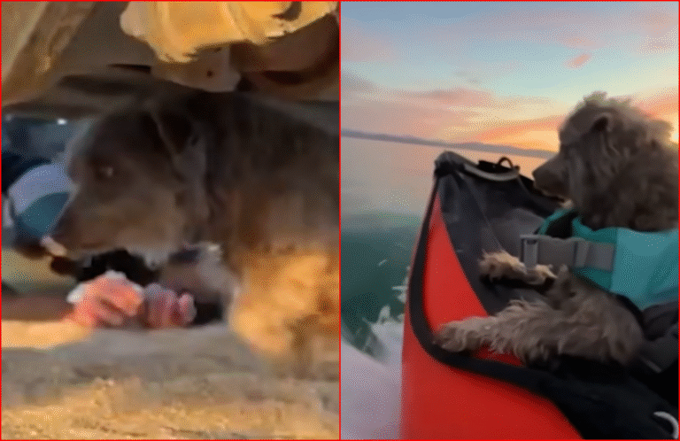 Broken Street Dog Refuses to Come Out From Under Car Until Love Bowls Him Over