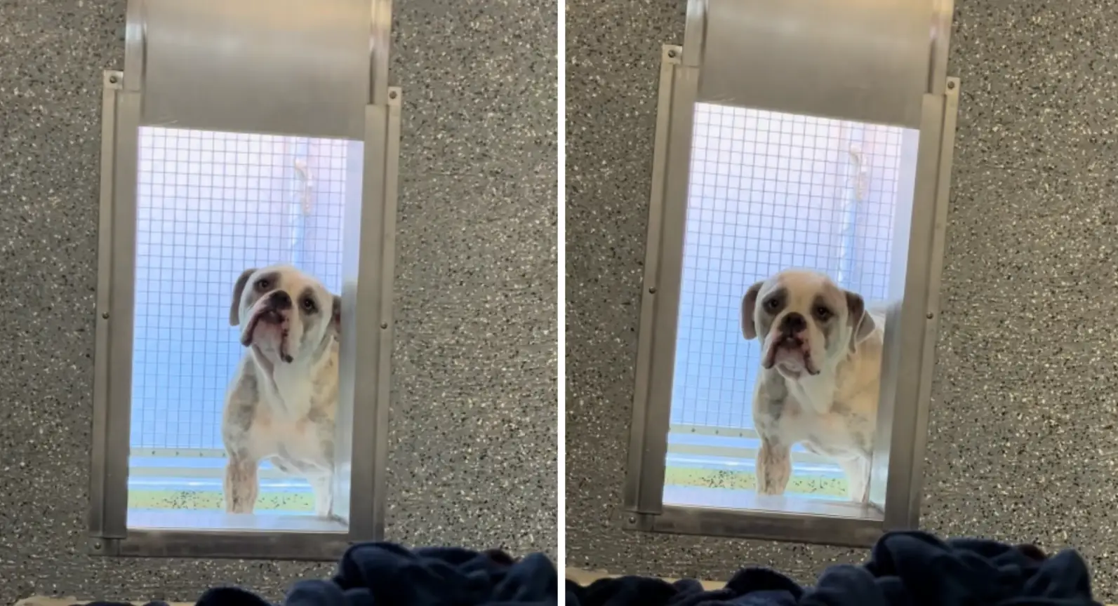 Dog Waiting For Family Who Surrendered Him To a Shelter Breaks Hearts