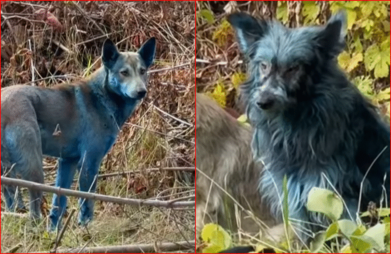 Blue Dogs Spotted At Disaster Site Of Chernobyl