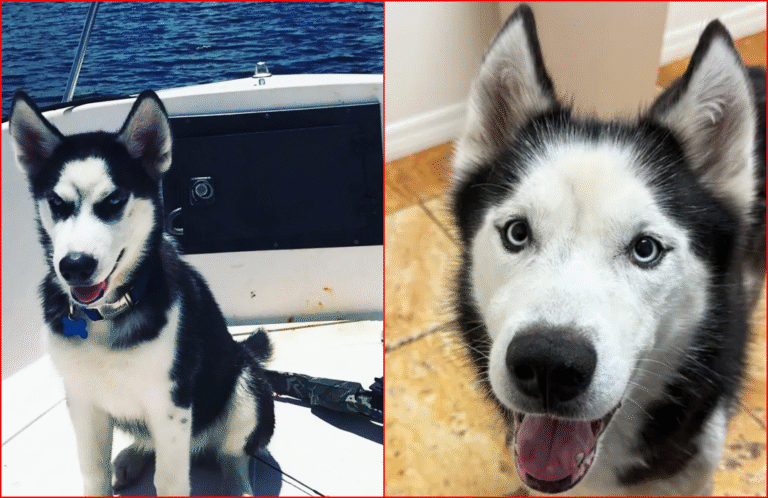 Florida Husky Who Went Missing After Burglary Reunites With Owner After 7 years