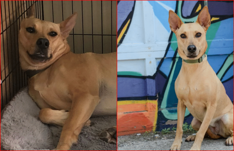 Shelter’s ‘Most Unwanted’ Dog Adopted Then Returned: She’s Still Looking for Her Forever Home