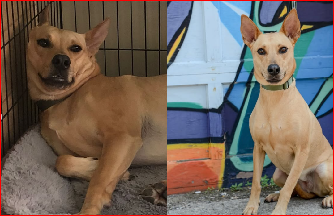 Shelter’s ‘Most Unwanted’ Dog Adopted Then Returned: She’s Still Looking for Her Forever Home