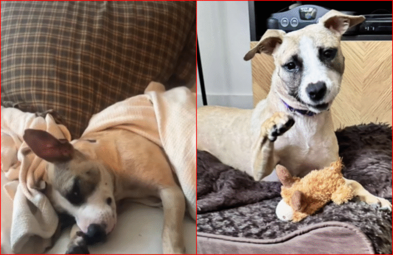 Rescued Dog With Bullet Fragments in Head is Looking For a Home
