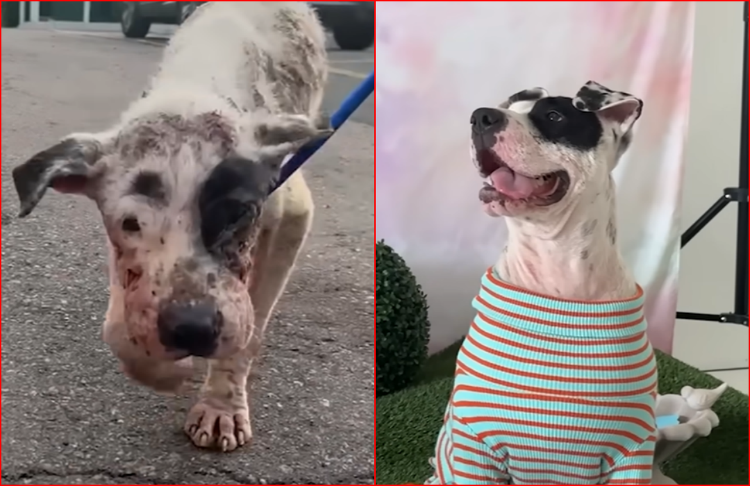 Hairless Street Pittie Covered in Mange is Rescued But ER Suggests Euthanasia: Look At Him Now