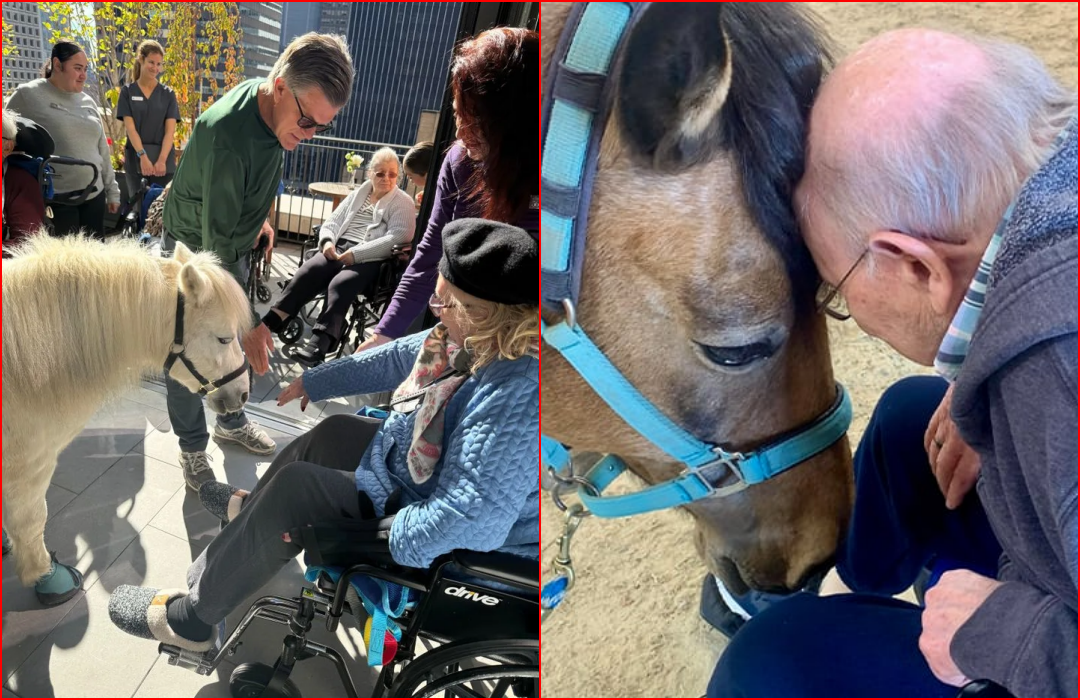 Miniature Therapy Horses Bring Comfort to N.Y.C. Seniors