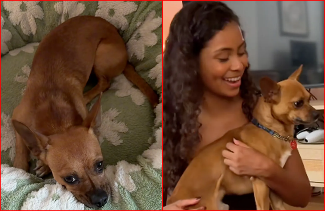 Chihuahua Responding to Spanish Commands Helps Foster Mom Find His Perfect Forever Home