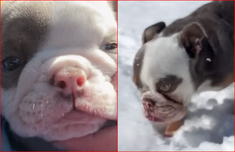 Man Rescues Tiny Frenchie Puppy Who Hops Like a Bunny
