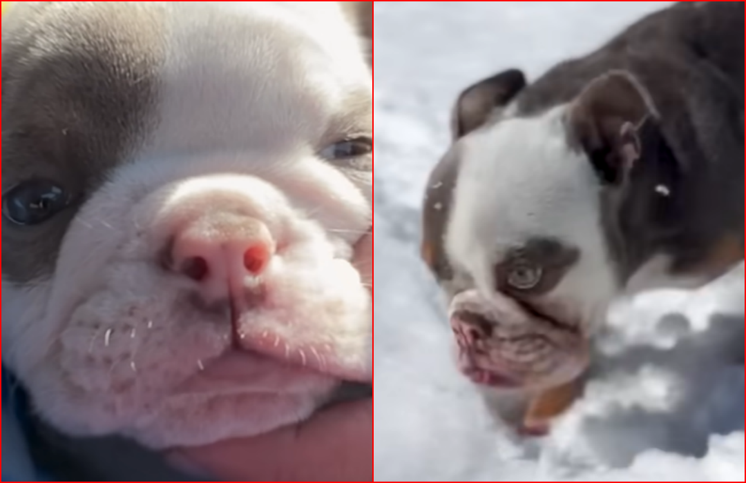 Man Rescues Tiny Frenchie Puppy Who Hops Like a Bunny