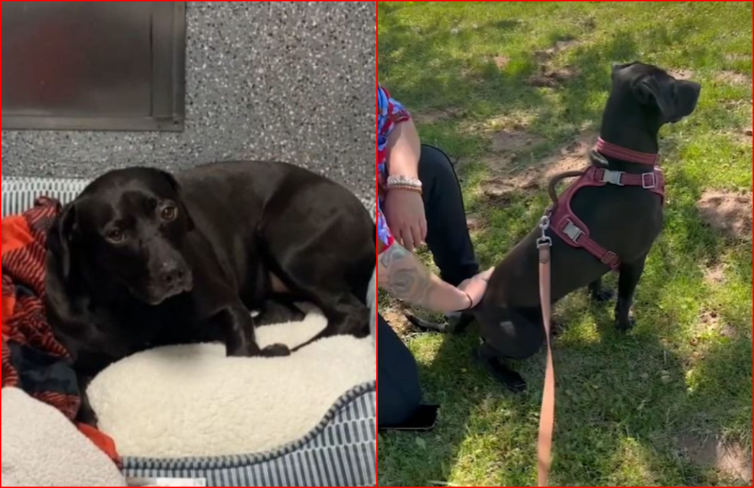 Dog Spends 900 Days In A California Shelter Before Luck Finally Smiled Upon Her