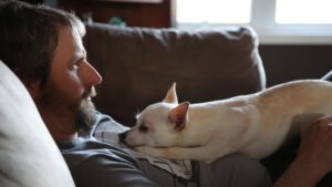 10 Energetic Dog Breeds for Active Seniors (and 10 for a Relaxed Lifestyle)