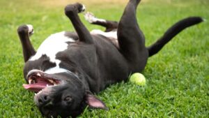 7 Ways Your Dog Shows They're Happy (and 7 Signs They Need a Little Boost)