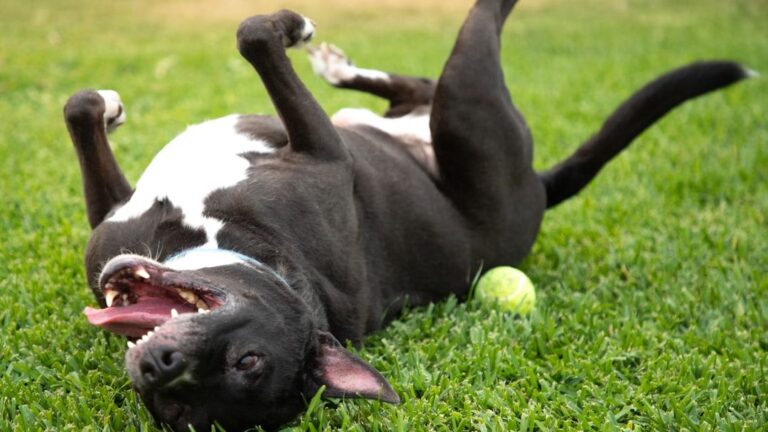 7 Ways Your Dog Shows They're Happy (and 7 Signs They Need a Little Boost)