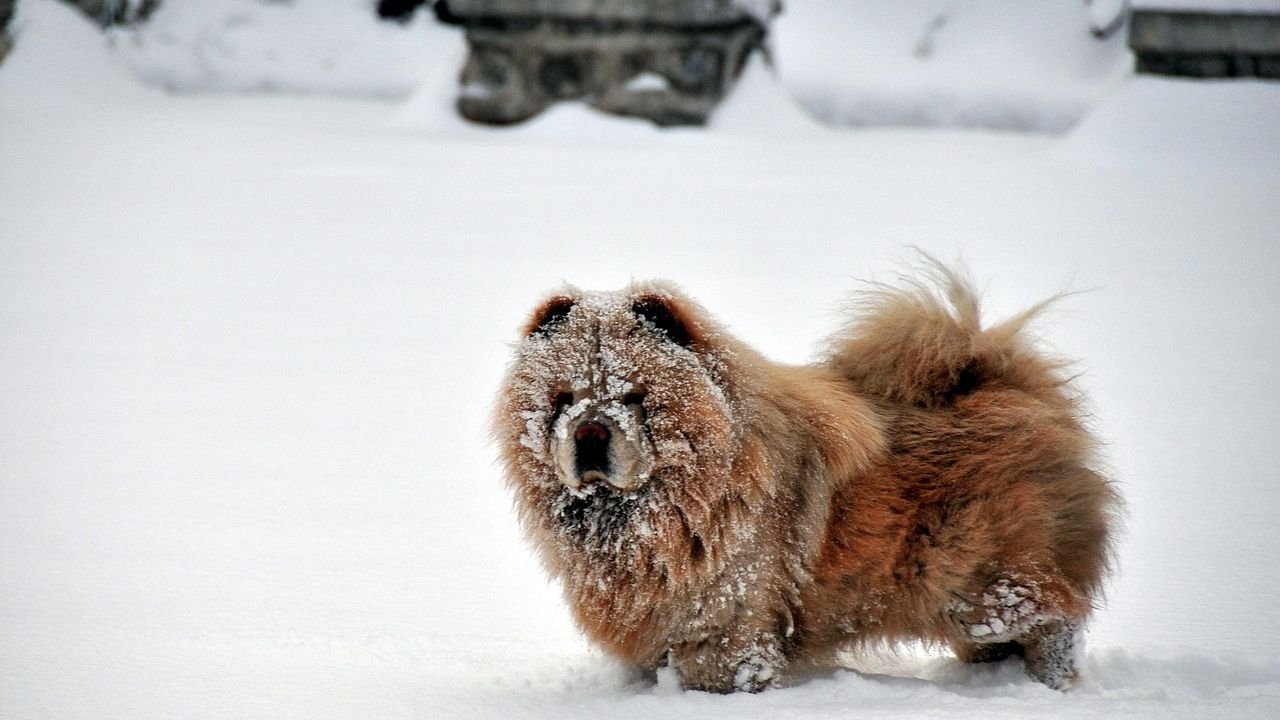 10 Dog Breeds That Love Winter Walks (and 10 That Prefer Cozy Indoors)