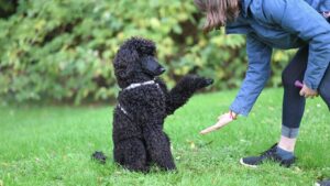 10 Dog Breeds That Are Easy to Train (and 10 That Need a Little More Patience)