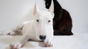 7 Reasons Your Dog Follows You Everywhere (and 7 Times They Need Alone Time)