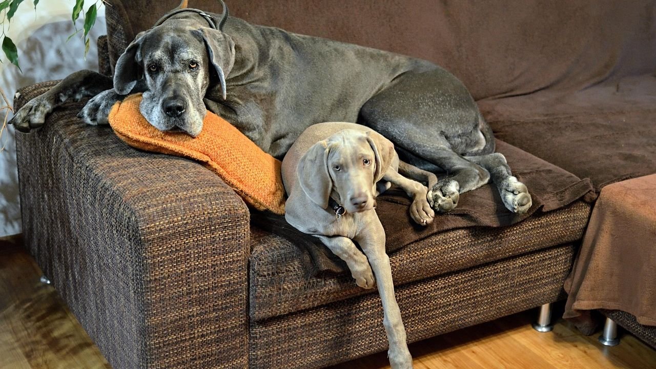 10 Dog Breeds That Are Surprisingly Calm Indoors (and 10 That Need Outdoor Adventures)