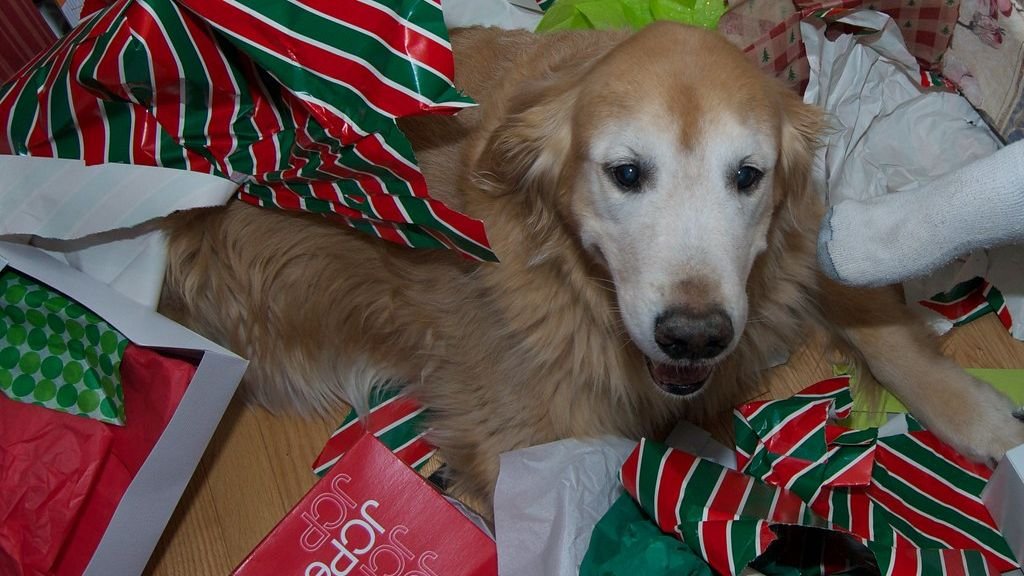 Why Dogs Go Wild for Wrapping Paper on Christmas Morning
