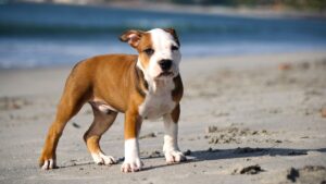 6 US States With The Most Pitbulls