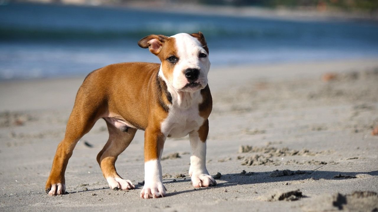 6 US States With The Most Pitbulls