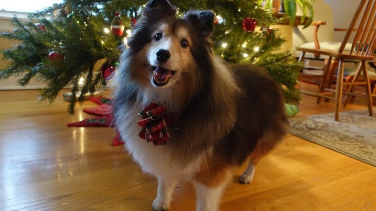 How to Build the Perfect Dog-Friendly Christmas Tree