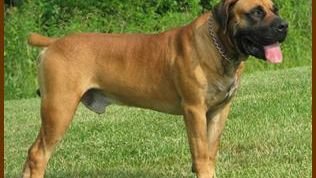 15 Dog Breeds That Will Never Back Down From A Fight (Even With Wild Animals)