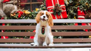 10 Dog Breeds That Love The Sounds of Christmas (and 5 That Prefer to Avoid the Noise)